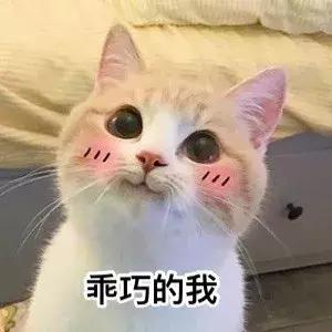 乖巧的我QQ表情gif搞笑图片