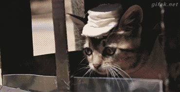 猫狗大战，真是斗智斗勇QQ表情gif搞笑图片