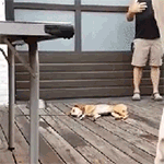 不可思议的眼神QQ表情gif搞笑图片