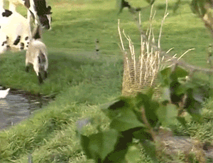 澳大利亚兔子才是食物链的最顶端QQ表情gif搞笑图片