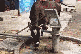 成精的牛居然懂得按压喝水QQ表情gif搞笑图片