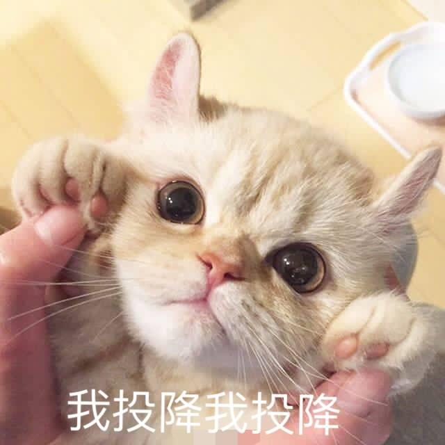 我投降我投降QQ表情gif搞笑图片