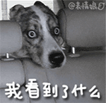 我看到了什么QQ表情gif搞笑图片