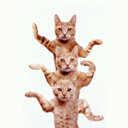 猫咪版千手观音QQ表情gif搞笑图片