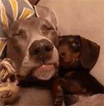 悄悄话QQ表情gif搞笑图片