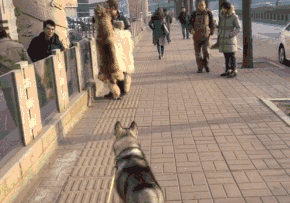 双方的心里阴影面积，根本无法形容QQ表情gif搞笑图片