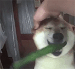 摸狗头QQ表情gif搞笑图片