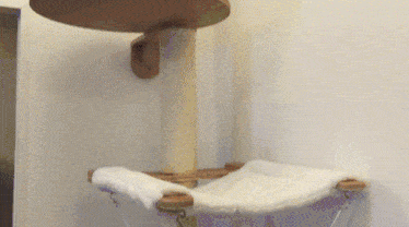 铲屎官这么到位了，可喵还是喜欢蹲纸箱QQ表情gif搞笑图片