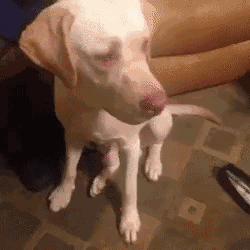 看见好吃时候的你QQ表情gif搞笑图片