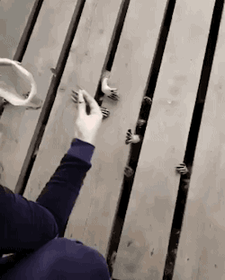 在木板上喂木板下的浣熊吃的东西的样子QQ表情gif搞笑图片