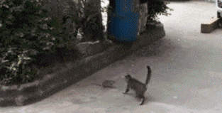 老鼠怕猫那是谣传QQ表情gif搞笑图片