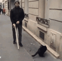 怪不得没有导盲猫QQ表情gif搞笑图片