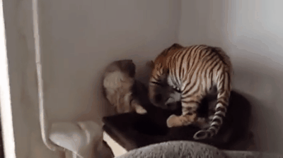 阿喵很瞧不上这个大橘喵QQ表情gif搞笑图片