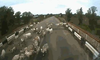 求羊群主人此刻的阴影面积？大货太过分了QQ表情gif搞笑图片