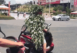 纯天然的遮阳方式， 既环保又接地气QQ表情gif搞笑图片