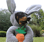 奇怪的兔子QQ表情gif搞笑图片