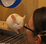 好害羞QQ表情gif搞笑图片