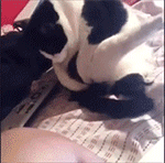 找蛋蛋QQ表情gif搞笑图片