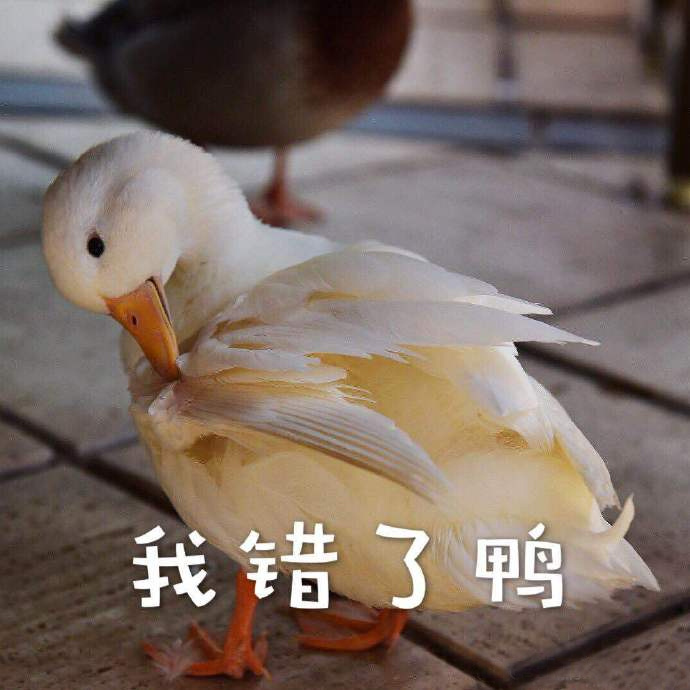 我错了鸭爱斗图gif搞笑图片