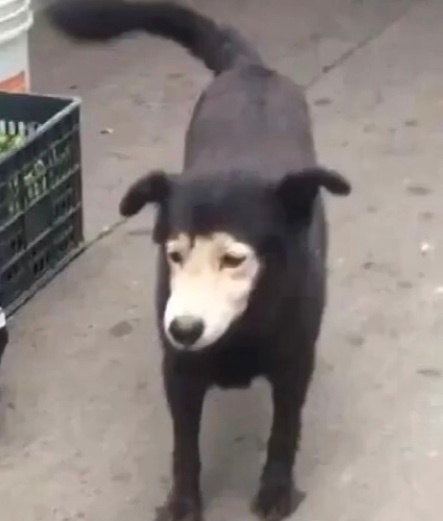 狗子情侣头像爱斗图gif搞笑图片