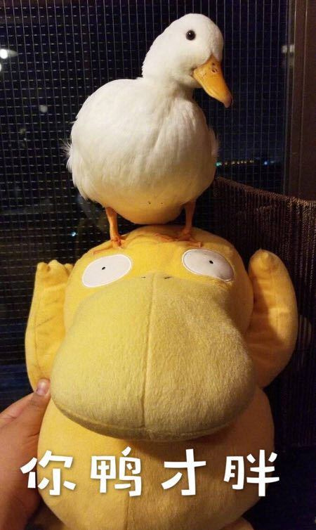 你鸭才胖爱斗图gif搞笑图片