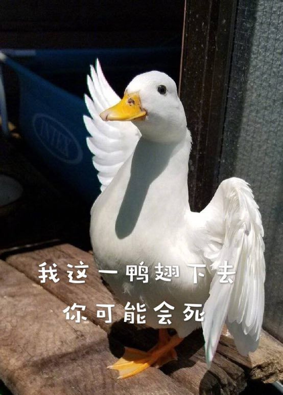 我这一鸭翅下去你可能会死爱斗图gif搞笑图片