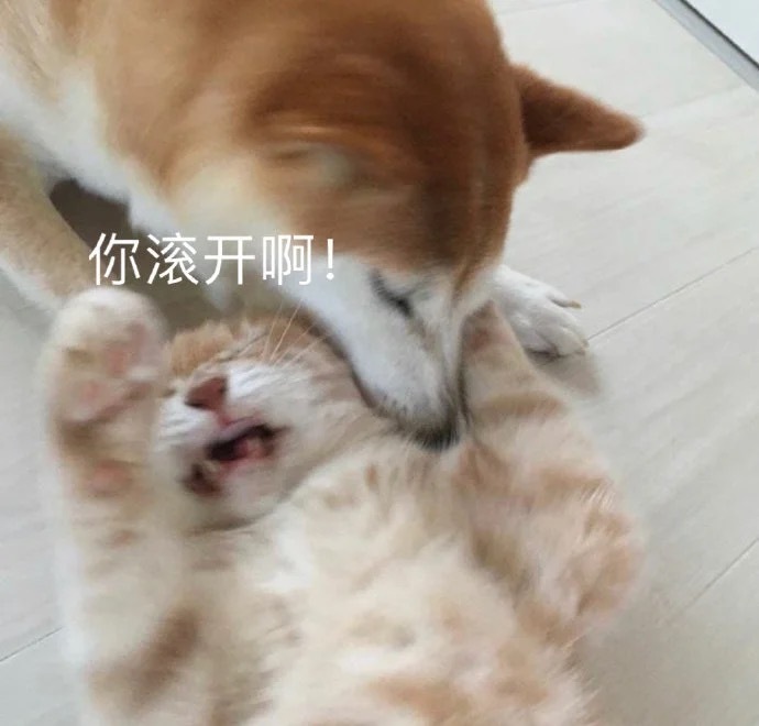 你滚开啊!(猫咪表情包)爱斗图gif搞笑图片