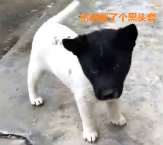 仿佛戴了个黑头套爱斗图gif搞笑图片