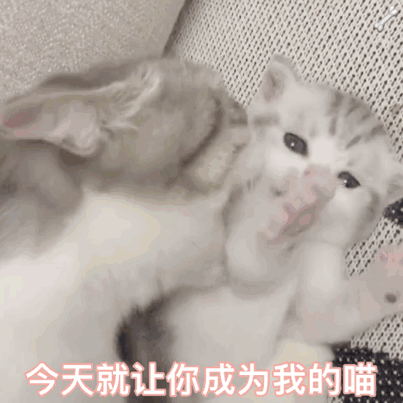 今天就让你成为我的喵爱斗图gif搞笑图片