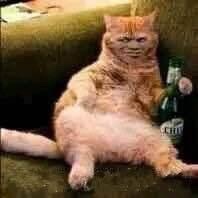 魔性变脸猫抱酒瓶爱斗图gif搞笑图片