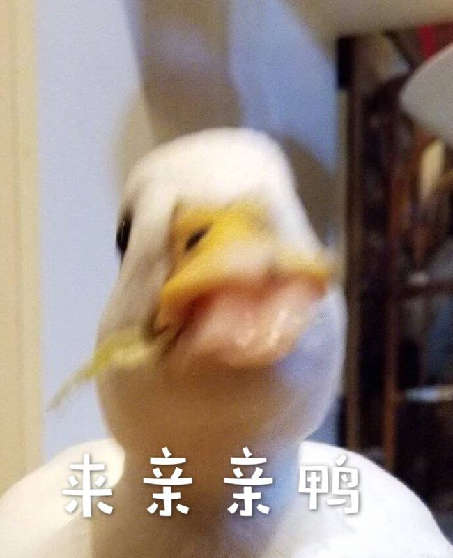 来亲爱斗图gif搞笑图片