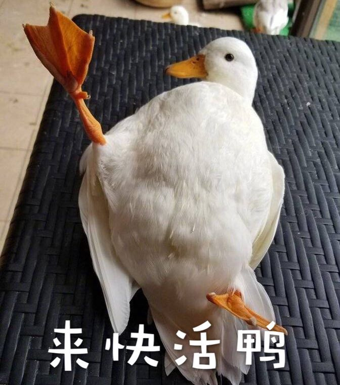 来快决活鸭爱斗图gif搞笑图片