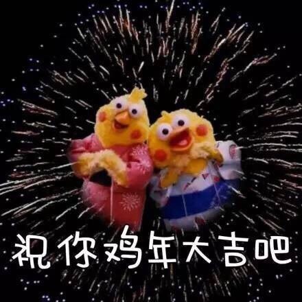鹦鹉兄弟版祝你们鸡年大吉吧爱斗图gif搞笑图片