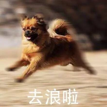 去浪啦爱斗图gif搞笑图片