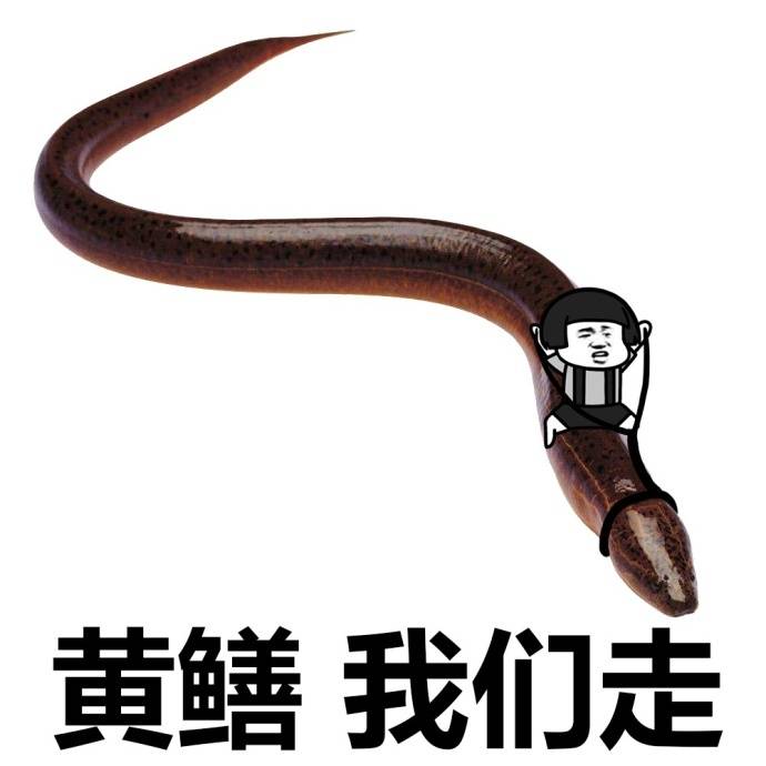 黄鳝，我们走爱斗图gif搞笑图片