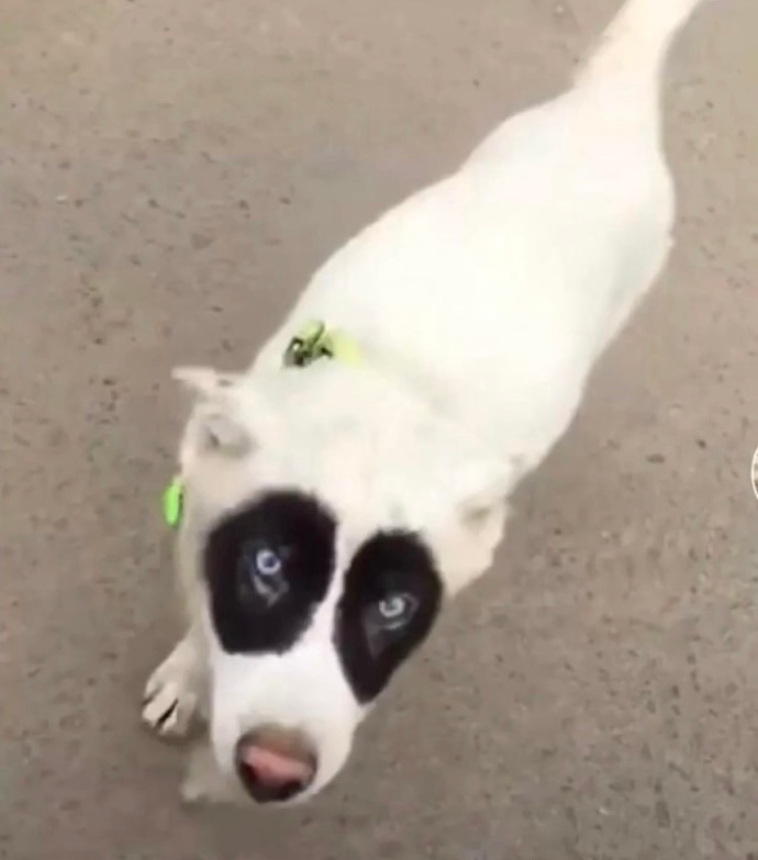 白色黑眼狗子情侣头像爱斗图gif搞笑图片