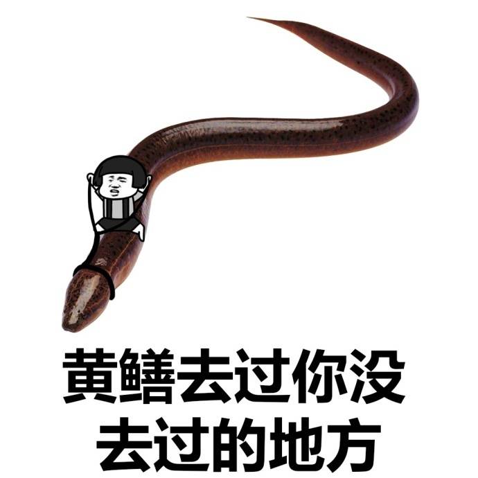 黄鳝去过你没去过的地方爱斗图gif搞笑图片