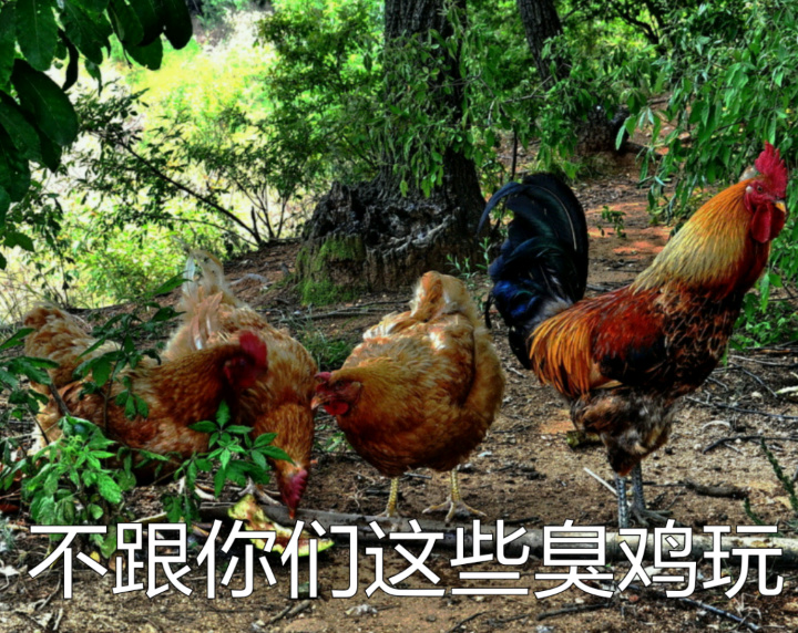 不跟你们这些臭鸡玩爱斗图gif搞笑图片