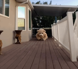 小熊跳舞滑行爱斗图gif搞笑图片