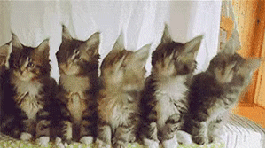 抖音五只猫咪摇头 GIF 动图爱斗图gif搞笑图片