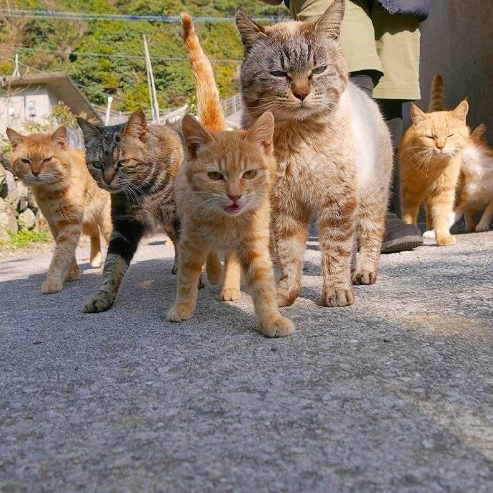 霸气测漏聚众路过爱斗图gif搞笑图片