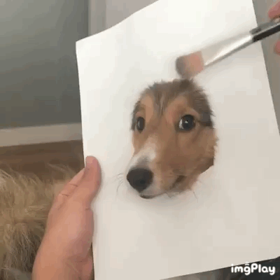 实物狗子素描爱斗图gif搞笑图片