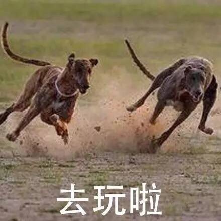 去玩啦爱斗图gif搞笑图片