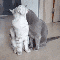 亲亲我的宝贝爱斗图gif搞笑图片