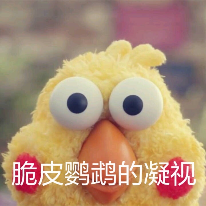 脆皮鹦鹉的凝视爱斗图gif搞笑图片