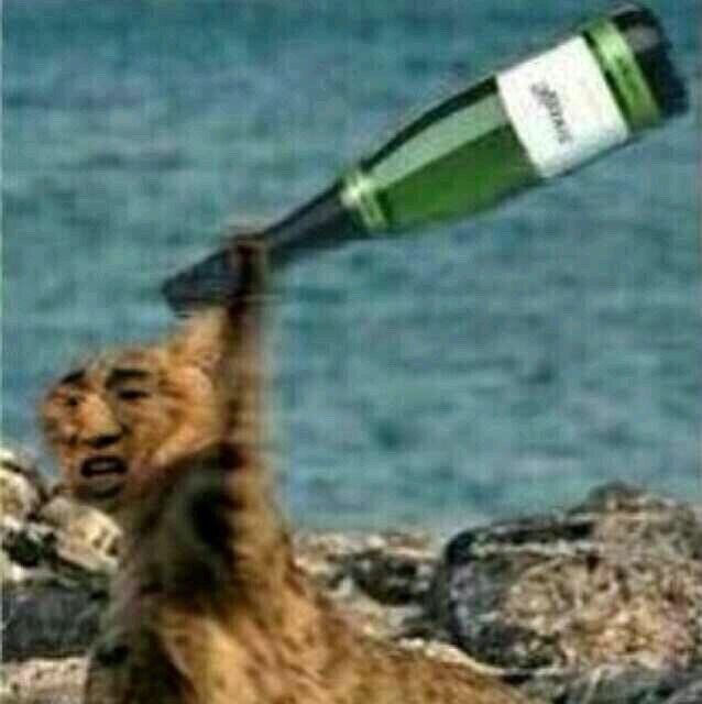 魔性变脸猫扔酒瓶爱斗图gif搞笑图片