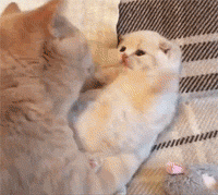 猫咪亲亲爱斗图gif搞笑图片