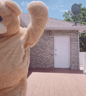 小熊跳舞嗨爱斗图gif搞笑图片