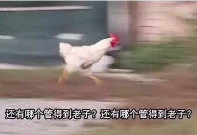 还有哪个管得到老子？爱斗图gif搞笑图片