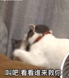 叫吧 看看谁来救你爱斗图gif搞笑图片